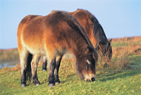 Exmoor Ponies